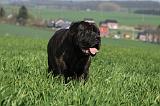 BULLMASTIFF 536